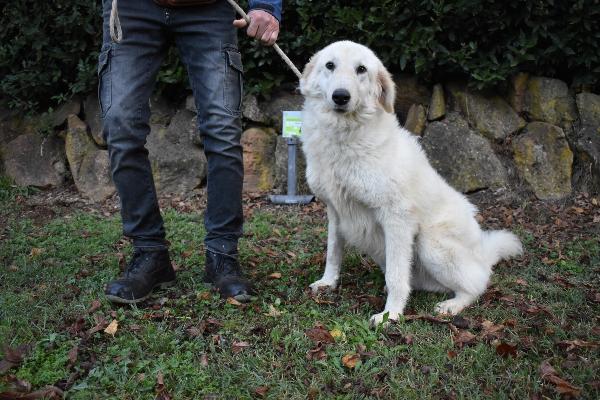 FILOMELA, CAGNOLINA DERIVATO MAREMMANO, TAGLIA MEDIA, DELIZIOSA, BUONA, FESTOSA, AFFETTUOSA, COMPATIBILE CON ALTRI CANI, BRAVA AL GUINZAGLIO Foto 3